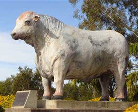 Rockhampton Bull Statues - St Kilda Accommodation 1