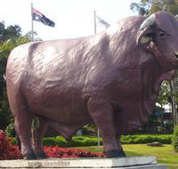 Rockhampton Bull Statues - St Kilda Accommodation