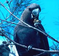 Mount Archer National Park - St Kilda Accommodation