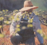 Canobolas Smith Winery - St Kilda Accommodation