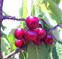 Ballinaclash Orchard and Cellar Door - St Kilda Accommodation