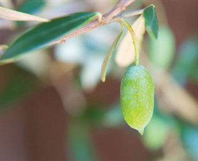 The Olive Shop - Milawa - St Kilda Accommodation 1
