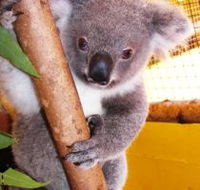 Cooberrie Park Wildlife Sanctuary - St Kilda Accommodation