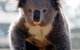 Koalas In Gunnedah - thumb 0