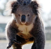 Koalas in Gunnedah - St Kilda Accommodation
