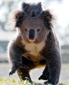 Koalas In Gunnedah - St Kilda Accommodation 0