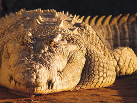 Koorana Crocodile Farm - St Kilda Accommodation 0