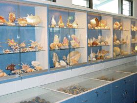 Shell World Yeppoon - St Kilda Accommodation 1