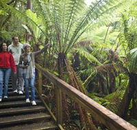 Otway Fly Treetop Adventures - St Kilda Accommodation