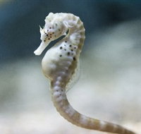 SEA LIFE Melbourne Aquarium - St Kilda Accommodation
