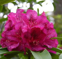 Campbell Rhododendron Gardens - St Kilda Accommodation