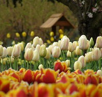 Tulip Top Gardens - St Kilda Accommodation