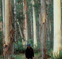 Blue Gum Forest - St Kilda Accommodation