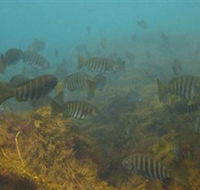 Bunurong Marine and Coastal Park - St Kilda Accommodation