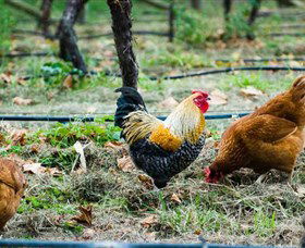 Lark Hill Biodynamic Winery - St Kilda Accommodation 3