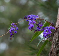 Mann River Nature Reserve - St Kilda Accommodation