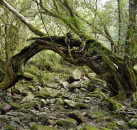 Mitchell River Walking Track - St Kilda Accommodation