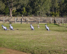 Wollombi Wines - St Kilda Accommodation 5