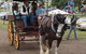 The Australiana Pioneer Village - thumb 5