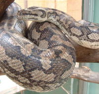 Armadale Reptile Centre - St Kilda Accommodation