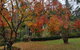 Bellbird Cottage - thumb 0