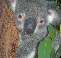 Hunter Valley Zoo - St Kilda Accommodation