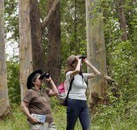 Chichester State Forest - St Kilda Accommodation