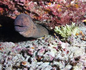 Anchor Bommie Dive Site - St Kilda Accommodation 1