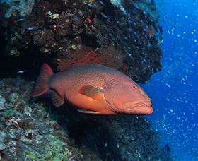 Anchor Bommie Dive Site - St Kilda Accommodation 0