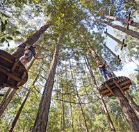 TreeTop Adventure Park Central Coast - St Kilda Accommodation