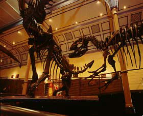 Australian Museum - St Kilda Accommodation 1