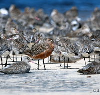 Cooloola Nature - St Kilda Accommodation