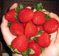 The Strawberry Farm - St Kilda Accommodation