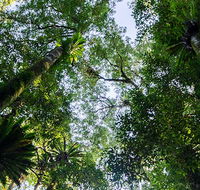 Botanic walk - St Kilda Accommodation