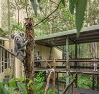 Daisy Hill Koala Centre - St Kilda Accommodation