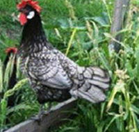 Merry Maidens Veggies - St Kilda Accommodation