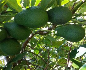 The Avocado Farm - St Kilda Accommodation 6