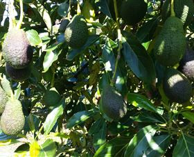 The Avocado Farm - St Kilda Accommodation 7