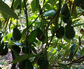 The Avocado Farm - St Kilda Accommodation 5