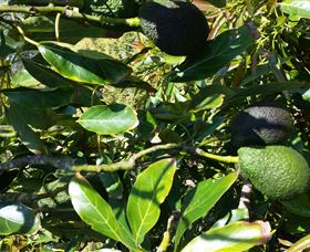 The Avocado Farm - St Kilda Accommodation 8