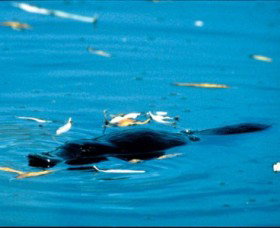 Bombala Platypus Reserve - St Kilda Accommodation 2