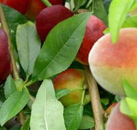 Fruit Salad Tree Company - St Kilda Accommodation