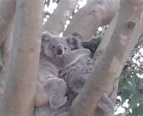 Mondrook Garden Cafe Gallery And Function Centre - St Kilda Accommodation 1