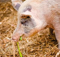 Djanbung Permaculture Gardens - St Kilda Accommodation