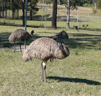 Glen Ian Ostrich and Emu Farm - St Kilda Accommodation