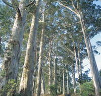 The Great Forest Trees Drive - St Kilda Accommodation