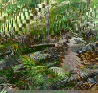 Wollumbin-Mount Warning National Park - St Kilda Accommodation