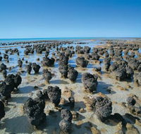 Hamelin Pool Stromatolites - St Kilda Accommodation