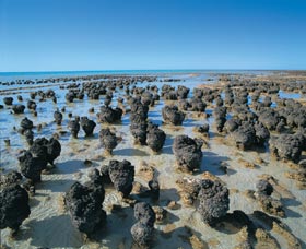 Hamelin Pool Stromatolites - St Kilda Accommodation 0
