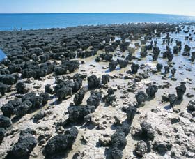 Hamelin Pool Stromatolites - St Kilda Accommodation 1